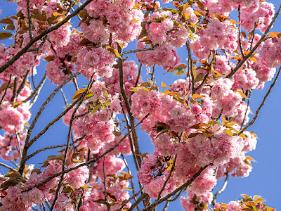 Yae-zakura (double-flowered cherry tree) flowers: Ofuna Flower Center