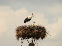 Щъркели в село Егълница