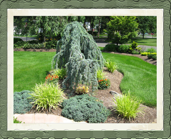 Weeping Trees For Landscaping