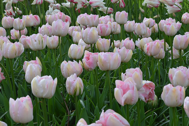 Montreux | Double Early Tulip