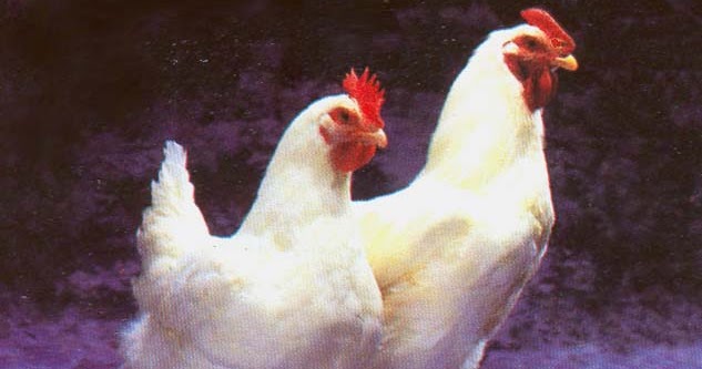  Gambar  Ayam  Bagus  Dan Keren Lucu dan Keren