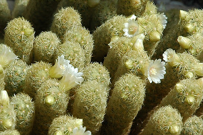 Mammillaria elongata (Hidalgo, Mexico)