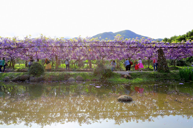 淡水紫藤咖啡園 紫藤花