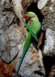 Alexandrine Parrots Taxonomy, Etymology, Phylogeny, Ecology, Behavior and Description