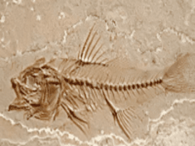 Gambar Pengertian Fosil Dan Jenis-jenis Fosil