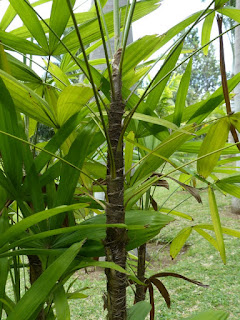 Rhapis excelsa - Rotin - Palmier chanvre - Palmier chinois