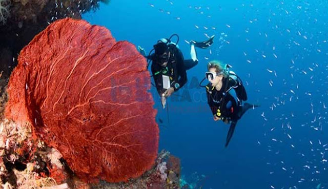 SCUBA DIVING TERBAIK DI INDONESIA