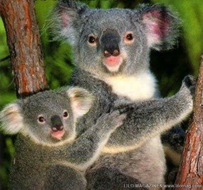 [Image: KoalaBear_crop_50.jpg]