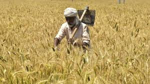 wheat in India images