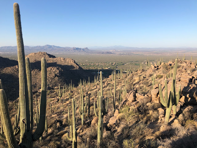 saguaro cacti on a mountain
