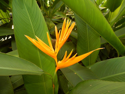 黃鸝鳥蕉的花序