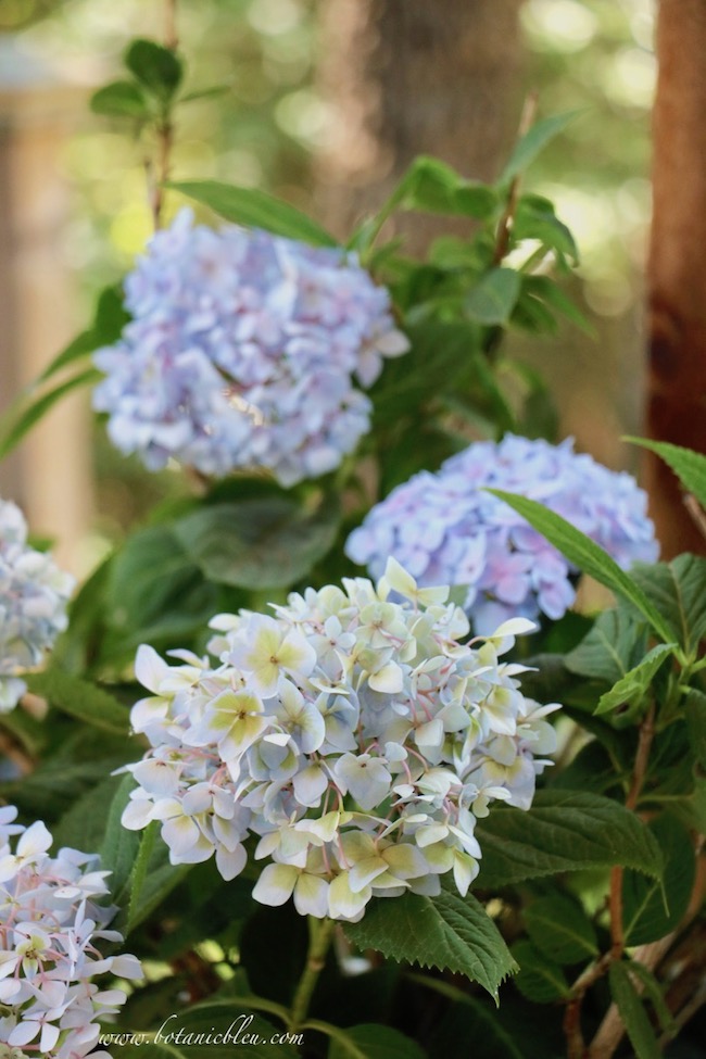 French Country Pale Blue Hydrangeas