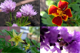 Flowers in the vegetable garden, urban farming, edible flowers, roma tomatoes, chives, marigolds, lavender