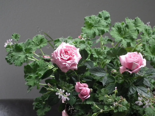 mini-roses and pink nutmeg scented pelargonium/ geranium