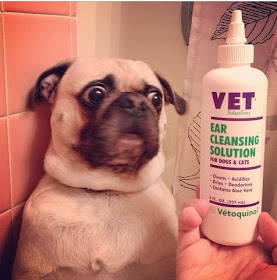 Cute dogs - part 4 (50 pics), dog pictures, pug vs ear cleansing solution