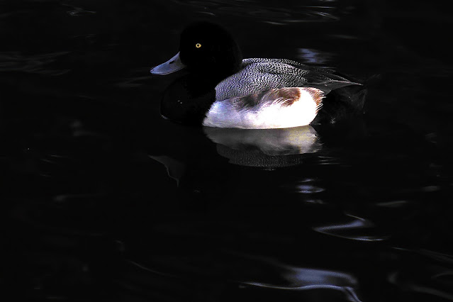 Lake Merritt, Oakland, California, Bird, birder, birdwatching, nature, photography, nature photography, Scaup duck
