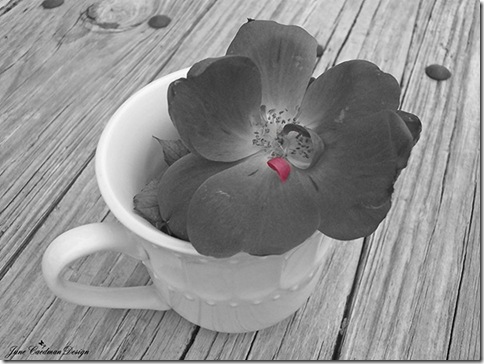 BW_Rose