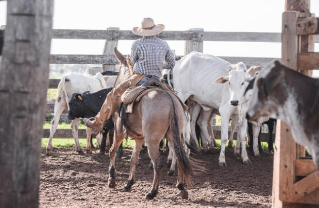 lidando-com-gado-manejo-bovinos-nelore-tucura-cowboy-chapeu-vacinacao-aftosa-curral