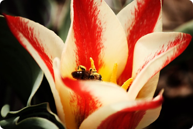 dwarf-tulipLR