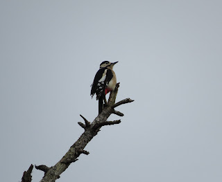 Great Spotted Woodpecker Near Titchwell Norfolk