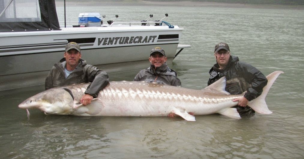 Sturgeon Fishing - Best Times - Cascade Fishing Adventures