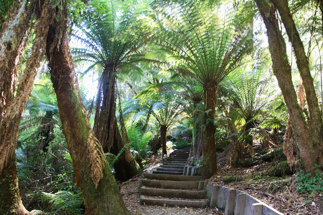 steps through rainforest