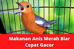 Makanan Anis Merah Biar Cepat Gacor