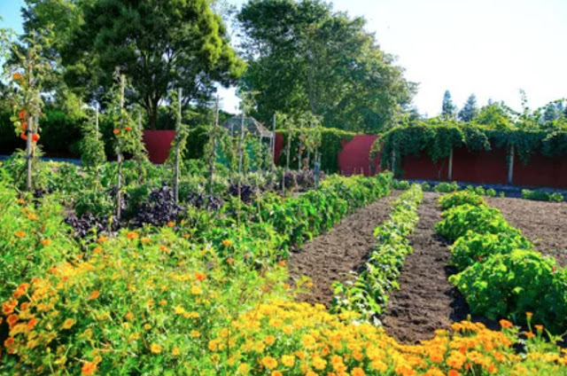 Some facts to keep in mind while planning kitchen garden if you are going to build a new house