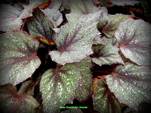 BEGONIA REX 