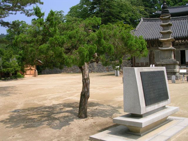 김구선생님이 심었다는 나무