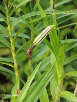 Seed pod - Ho'omaluhia Botanical Garden, Kaneohe, HI