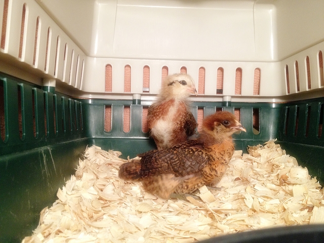 pictures of baby chicks