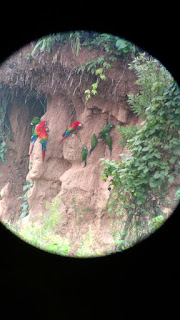 green parrots + scarlett macaws @ Tombopato macaw claylick