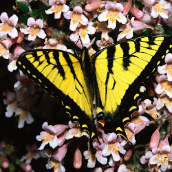 Butterfly Wallpapers, gambar kupu-kupu