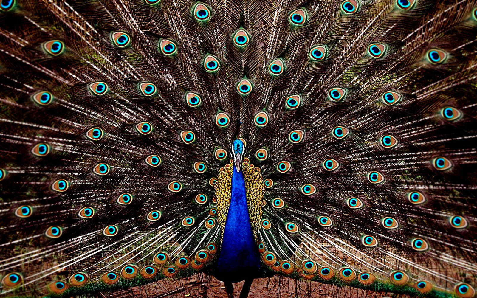 wallpapers: Peacock Wallpapers