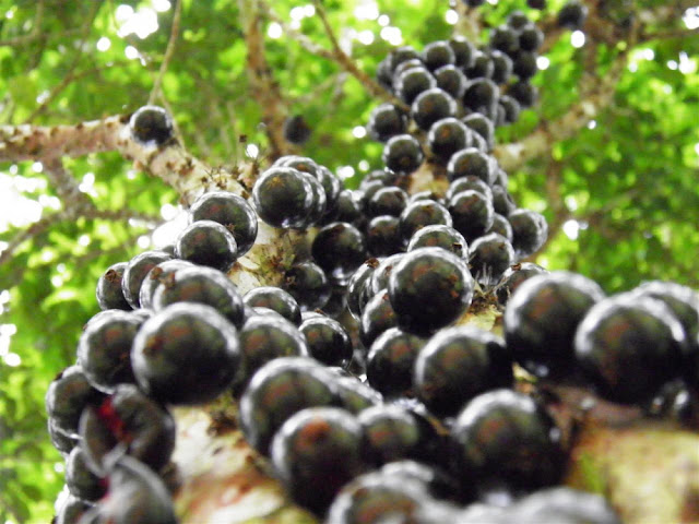   Aneka Manfaat Buah Gowok untuk Kesehatan