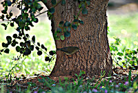 Mosquitero común