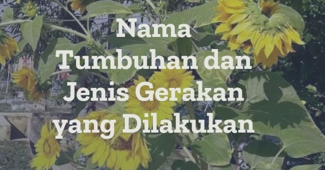 12 Nama  Tumbuhan  dan  Jenis Gerakan yang Dilakukan