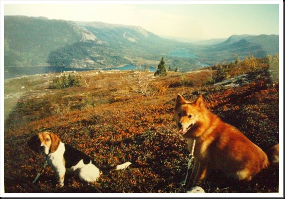 Harry og Pekka