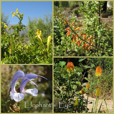 Flowers for our sunbirds in March. Yellow Tecomaria, tree aloe, blue sage, Kniphofia 