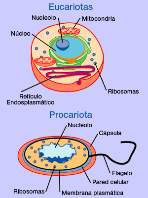 celula vegetal e animal. en celula vegetal y animal