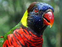 Picture Of A Parrot Bird