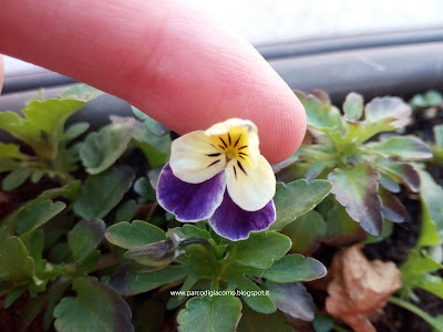 La prima viola sbocciata in questa primavera di quarantena per covid19