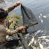 Tercemar Limbah, Warga Belawan Panen Ikan Mabuk