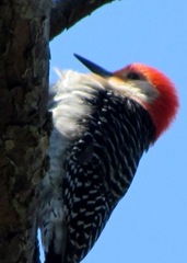 Woodpecker On Tree