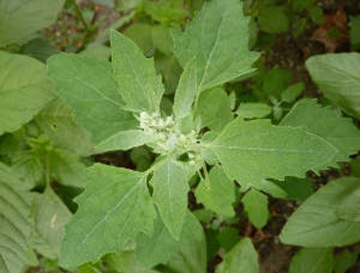 Wild Spinach (Chenopodium album)_web