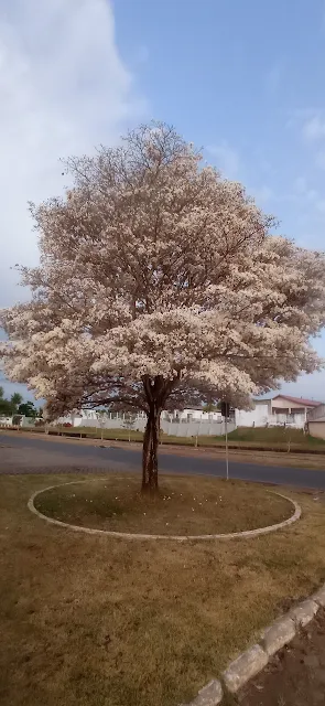 ipê branco florido em Ouro Preto do Oeste, RO