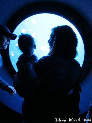 aquarium port hole, shark tank, tennessee