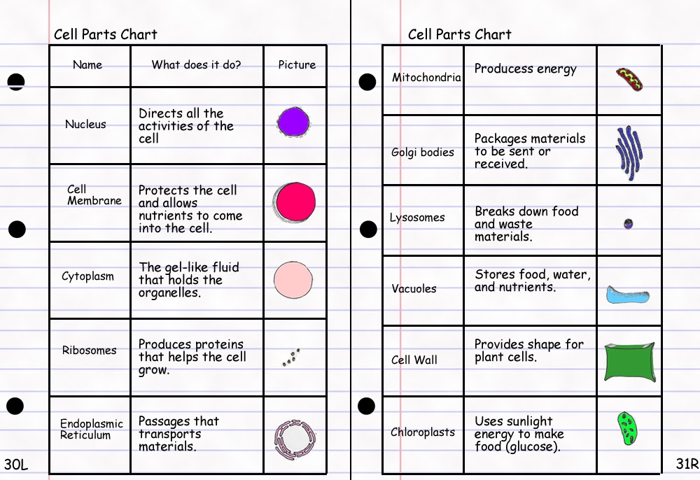 Finley Period 8: 12/17/10 Cell Vocabulary