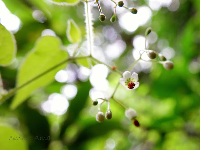 Solanum lyratum